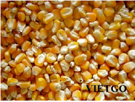 NGÔ HẠT VÀNG VIETGO